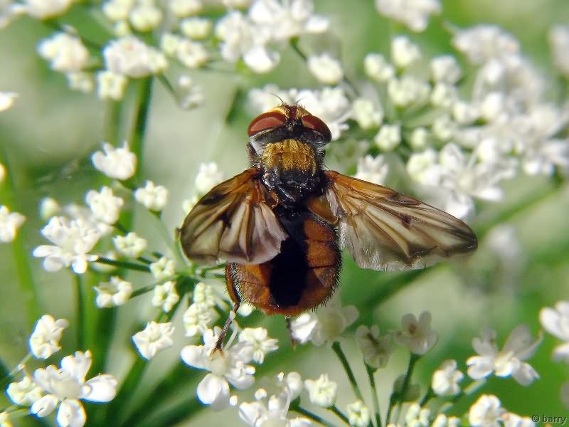 Ectophasia crassipennis (Fabricius, 1794)
